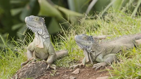 Close up shot of two lizards in grass looking around, Tortuguero, Costa Rica Stock Footage 141247524