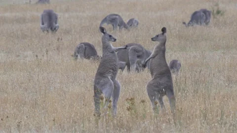 Close shot of two male eastern grey kangaroos boxing Vidéo 147172251