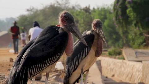 A close-up shot of two Marabou storks standing side by side in an outdoor Stock Footage 344910886