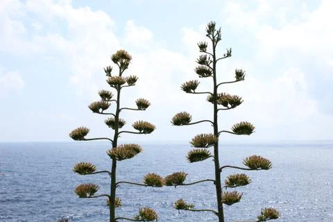 Close-up shot of two mediterranean tree with the background of the sea Stock Photos
