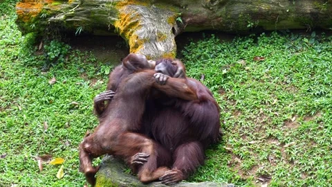 Close-up shot of two orangutans engaging in play-fighting. Stock Footage 338361977