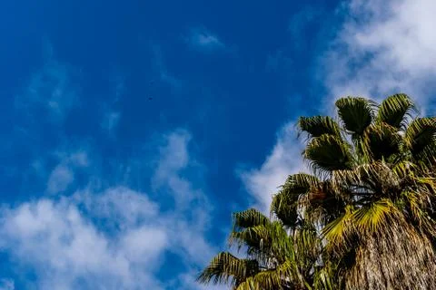 A close-up shot of two palm trees waving in the wind against the background o Stock Photos