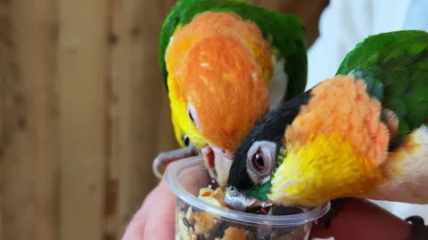Close up shot of two parrots eating sitting on a man's arm Stock Footage 305736869