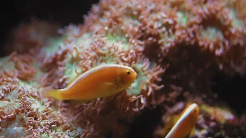 Close up shot of two Pink Skunk Clownfish swimming amidst the tentacles of a Stock Footage 338047982
