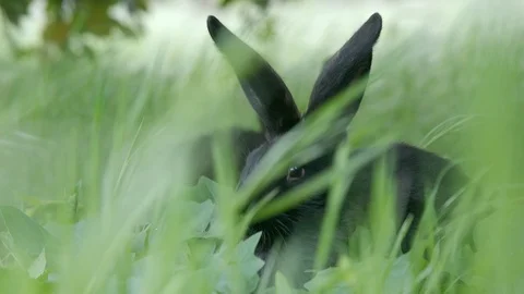 Close-up shot of two rabbits hiding in the grass Stock Footage 99487523