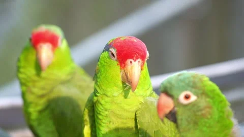 Close up shot of two Red-crowned amazons (Amazona viridigenalis) and a 스톡 동영상 334278181