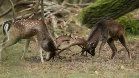 Close up shot of two red deer bucks fighting each other with their large Stock Footage 295041719