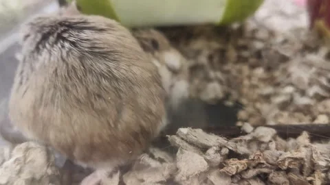 Close-up shot two Roborovski hamsters Stock-Footage 336794230