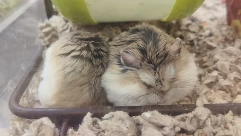 Close-up shot two Roborovski hamsters Stock-Footage 336794232