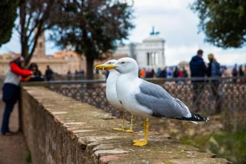 Close up shot of two seagulls looking at the same directions, the Roman Forum Stock Photos