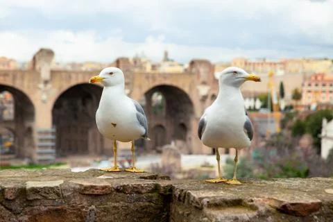Close up shot of two seagulls looking at opposite directions, the Roman forum Stock Photos