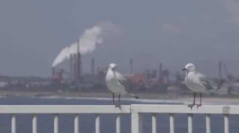 Close up shot of two Seagulls on railing with factory in background Stock Footage 56480352