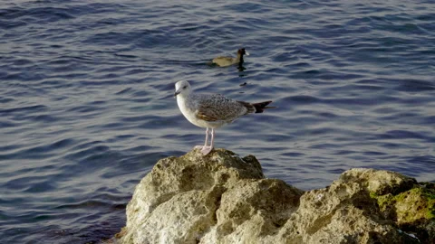 Close-up shot of two seagulls on rocks against the Black sea in Crimea. 4K Stock Footage 134162402
