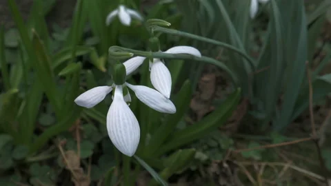 Close up shot of two snowdrop flowers swaying in the wind Stock Footage 170727993
