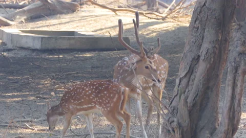 Close shot of two spotted deer grazing in the woods in forest Stock Footage 146173637