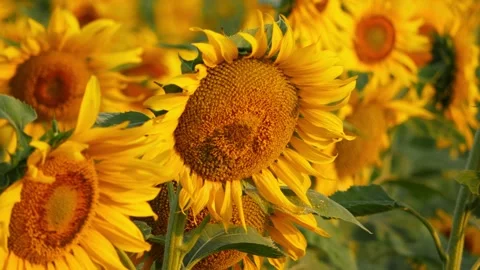 Close shot of two sunflowers shaking due to wind in a field Stock Footage 150714195