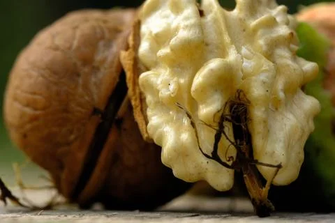 Close-up shot of two walnuts Stock Photos
