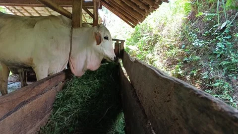 A close-up shot of two white cows eating fresh green grass from a wooden trough. Video stock 317936117
