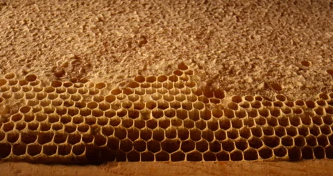 Close up shot of uncapped honey comb. Fresh honey in a honeycomb macro. Organic Stock Footage 169786501