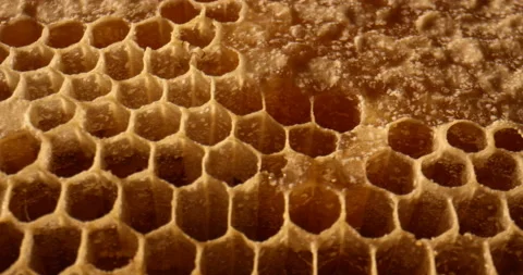 Close up shot of uncapped honey comb. Fresh honey in a honeycomb macro. Organic Stock Footage 169786550