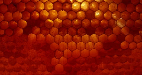 Close up shot of uncapped honey comb. Fresh honey in a honeycomb macro. Organic Stock Footage 170322833