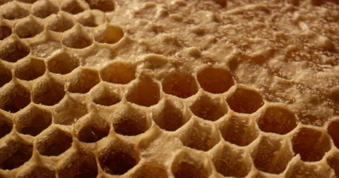 Close up shot of uncapped honey comb. Fresh honey in a honeycomb macro. Organic Stock Footage 170322958