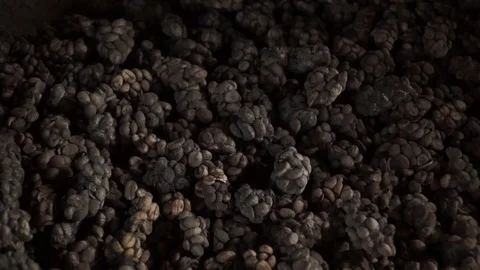Close up shot of unique raw coffee lowak beans before the process in Bali, Stock Footage 122670657
