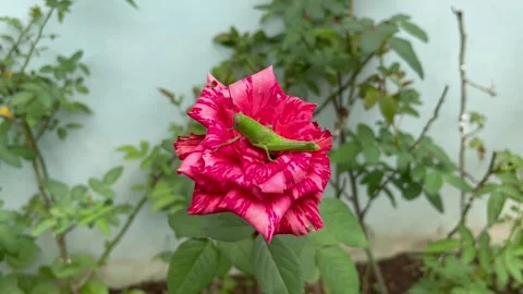 Close-up shot of a unique rose blossom with a striking pattern of pink and 스톡 동영상 305731460