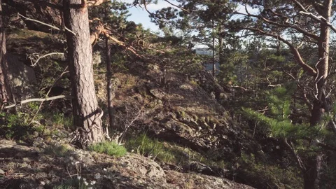 Close-up shot using 3 Axis Gimbal in the forest. Stock Footage 112608340