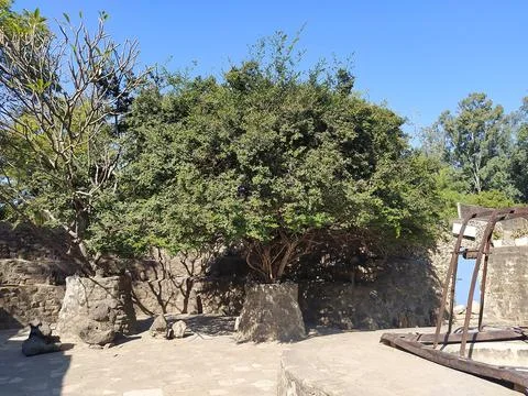 A close up shot of various objects , background in the rock garden. Stock Photos