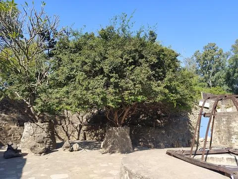 A close up shot of various objects , background in the rock garden. Stock Photos