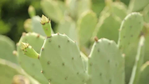Close-up shot of vegetation for abstract background. Cactus growing in nature Vidéo 110476216