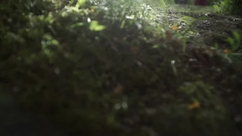 Close-up shot of vegetation in the forest. Stock Footage 150108262