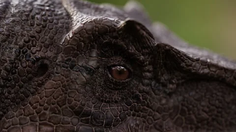 Close up shot of Velociraptor's eye Stock Footage 253598751