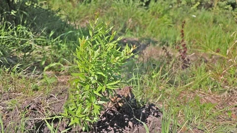 Close up shot of a very young pomegranate tree in the garden Stock-Footage 171984665