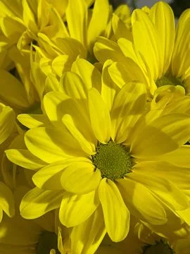Close-up shot of a vibrant array of yellow Chrysanthemums 写真素材