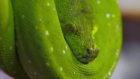 A close up shot of a vibrant green snake with unique white scale patterns, .. Stock Footage 337355684