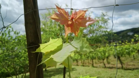 A close-up shot of vibrant maple leaves growing through a wire fence Vidéo 336911295