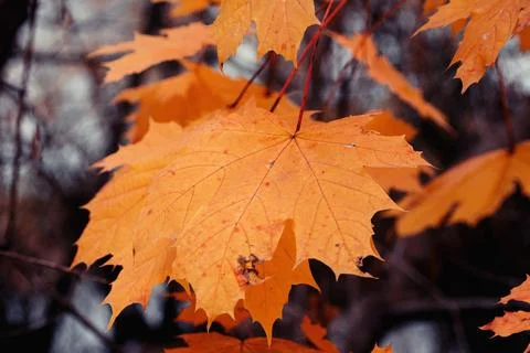 A close-up shot of vibrant orange maple leaves hanging on tree branches Stock Photos