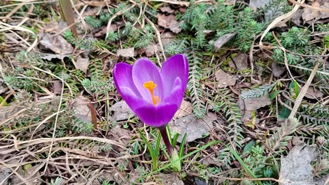 Close-up shot of a vibrant purple spring crocus (Crocus vernus) blooming thr Stock Footage 336911430