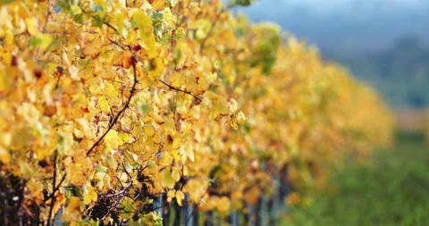 Close up shot of a vineyard in autumn on a windy day Video stock 219639652