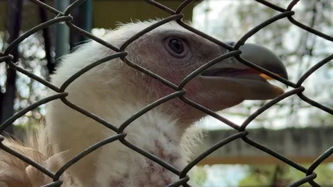 Close Up Shot of Vulture Head Behind Wire Mesh Fence Stock Footage 332579603