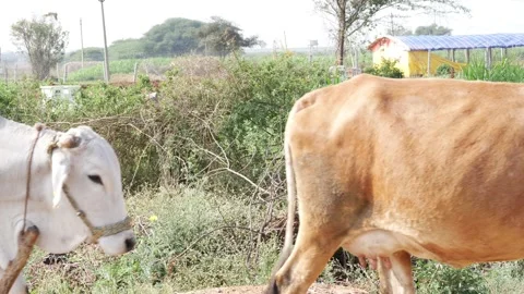 Close shot of walking cows, Shot of bull with wooden block around the neck Vídeo Stock 147675779