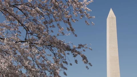 Close-up shot of the Washington Monument with cherry blossoms 1080p24 Stock Footage 244339328