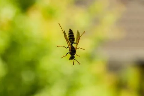 Close up shot of wasp standing on surface of a window Stock Photos