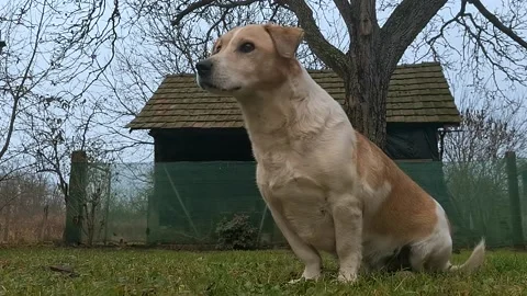 Close up shot of a watchdog eagerly paying attention to its surroundings Stock Footage 145842879