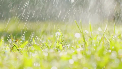A close-up shot of water droplets falling on the grass. Stock Footage 295856885