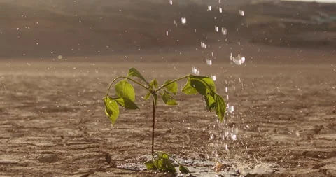 Close up shot of water drops falling on tiny plant in desert. Little sprout Video stock 135955381