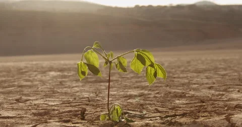 Close up shot of water drops falling on tiny plant in desert. Little sprout Video stock 136486677