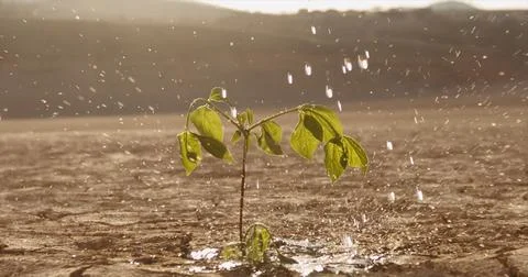 Close up shot of water drops falling on tiny plant in desert. Little sprout Stock Photos